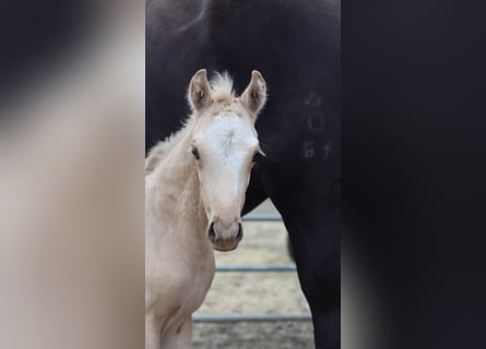 Westfalisk häst, Sto, 1 år, 150 cm, Palomino