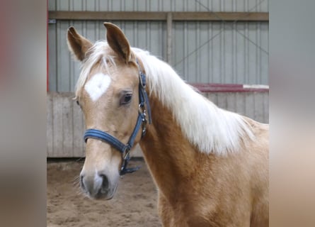 Westfalisk häst, Sto, 1 år, 167 cm, Palomino