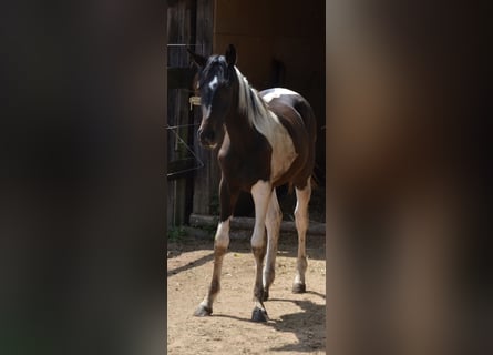 Westfalisk häst, Sto, 1 år, 172 cm, Pinto