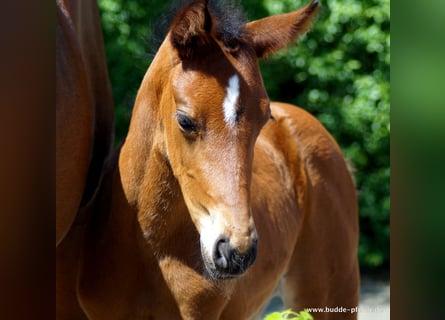 Westfalisk häst, Sto, 1 år, Brun
