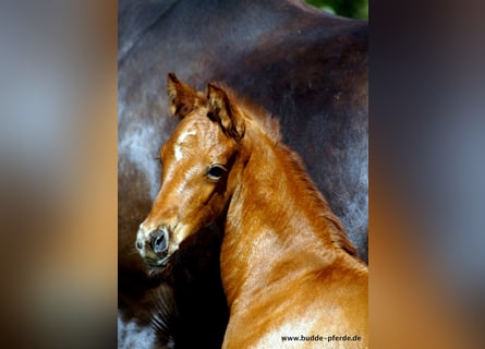 Westfalisk häst, Sto, 1 år
