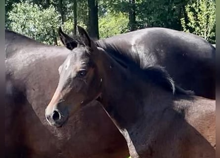 Westfalisk häst, Sto, 1 år, Mörkbrun