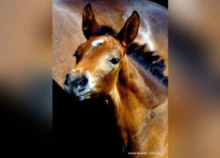 Westfalisk häst, Sto, 1 år, Mörkbrun