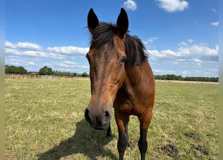 Westfalisk häst, Sto, 24 år, Brun