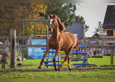 Westfalisk häst, Sto, 2 år, 150 cm, fux