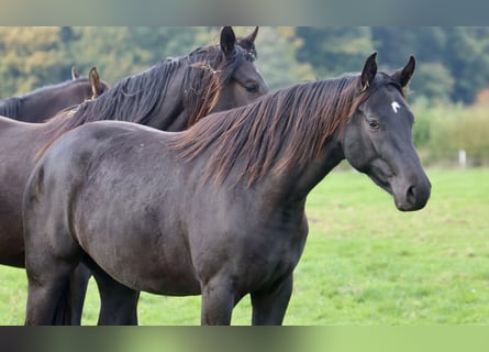 Westfale, Stute, 2 Jahre, 154 cm, Rappe