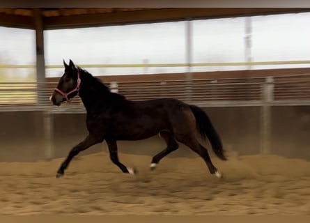 Westfalisk häst, Sto, 2 år, 170 cm, Mörkbrun