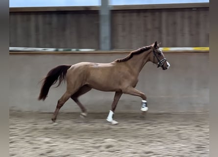 Westfalisk häst, Sto, 3 år, 158 cm, fux