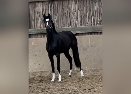 Westfalisk häst, Sto, 3 år, 160 cm, Svart