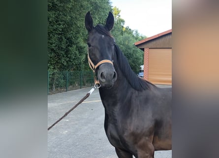 Westfalisk häst, Sto, 3 år, 163 cm, Svart