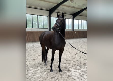 Westfalisk häst, Sto, 3 år, 164 cm, Mörkbrun