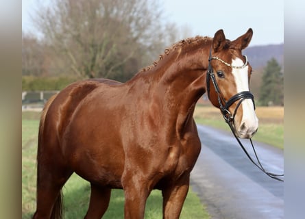 Westfalisk häst, Sto, 3 år, 165 cm, fux
