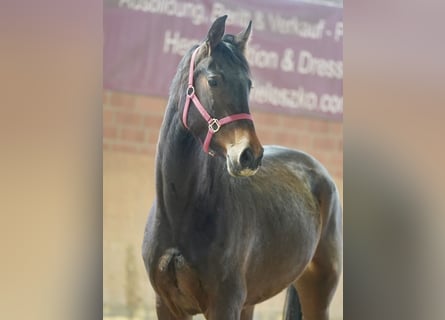 Westfalisk häst, Sto, 3 år, 166 cm, Brun