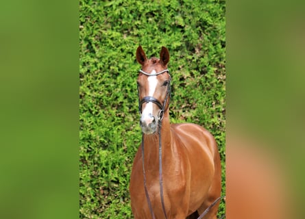 Westfalisk häst, Sto, 3 år, 167 cm, fux