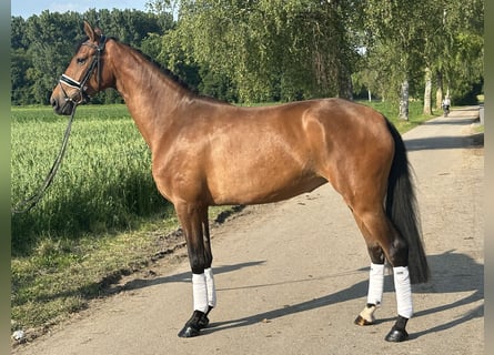 Westfalisk häst, Sto, 3 år, 168 cm, Brun