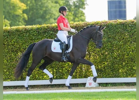 Westfalisk häst, Sto, 3 år, 168 cm, Mörkbrun