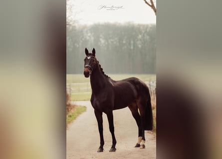 Westfalisk häst, Sto, 3 år, 170 cm, Mörkbrun