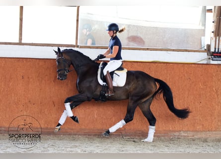 Westfalisk häst, Sto, 3 år, 170 cm, Rökfärgad svart