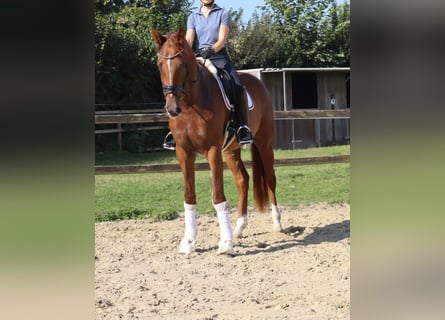 Westfale, Stute, 3 Jahre, 175 cm, Dunkelfuchs