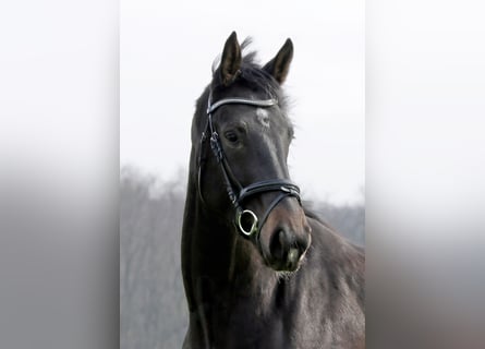 Westfalisk häst, Sto, 3 år, 175 cm, Rökfärgad svart