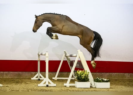Westfalisk häst, Sto, 3 år, Brun