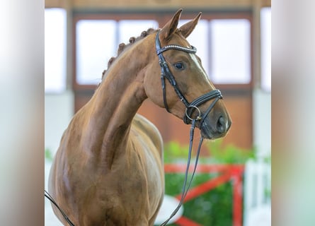 Westfalisk häst, Sto, 4 år, 163 cm, Fux