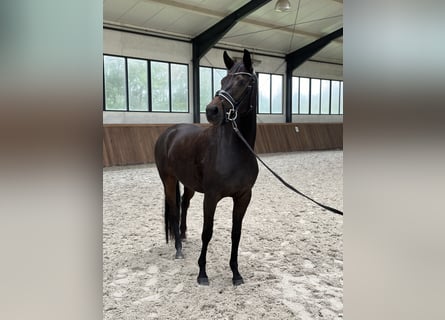 Westfalisk häst, Sto, 4 år, 164 cm, Mörkbrun