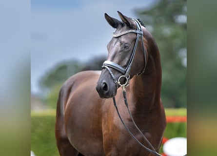 Westfalisk häst, Sto, 4 år, 164 cm, Svart