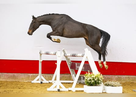 Westfalisk häst, Sto, 4 år, 165 cm, Mörkbrun