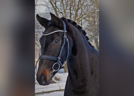 Westfalisk häst, Sto, 4 år, 165 cm, Rökfärgad svart