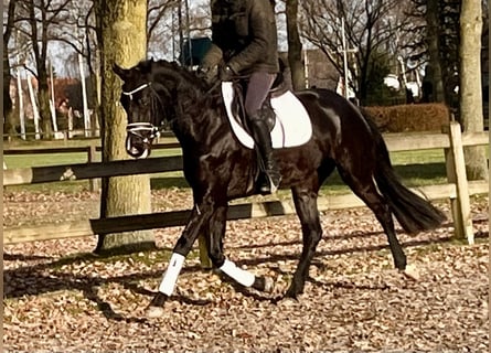 Westfalisk häst, Sto, 4 år, 165 cm, Svart