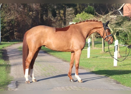 Westfalisk häst, Sto, 4 år, 166 cm, fux