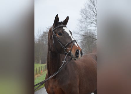 Westfalisk häst, Sto, 4 år, 166 cm, Mörkbrun