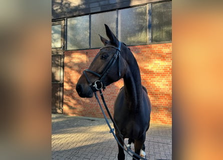 Westfalisk häst, Sto, 4 år, 166 cm, Rökfärgad svart