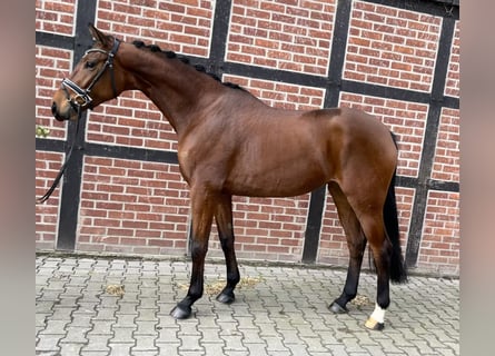 Westfalisk häst, Sto, 4 år, 167 cm, Brun