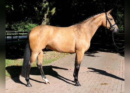 Westfale, Stute, 4 Jahre, 167 cm, Buckskin