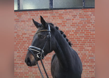 Westfalisk häst, Sto, 4 år, 167 cm, Mörkbrun