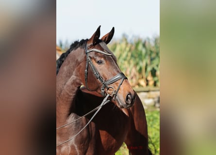 Westfalisk häst, Sto, 4 år, 167 cm, Mörkbrun
