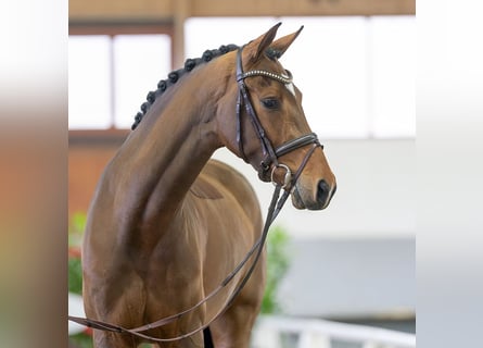 Westfalisk häst, Sto, 4 år, 168 cm, Brun