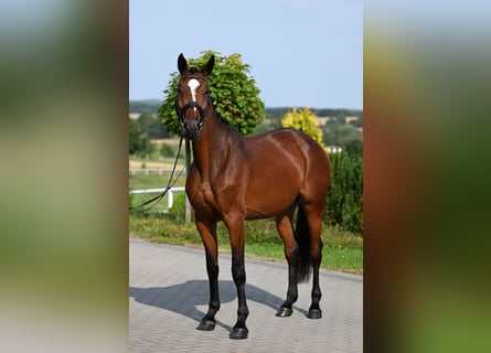 Westfale, Stute, 4 Jahre, 168 cm, Brauner