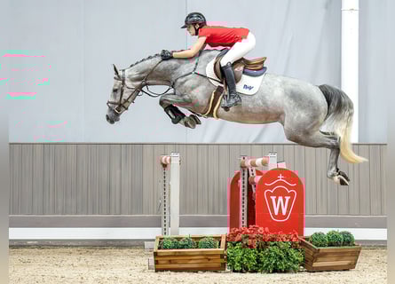 Westfalisk häst, Sto, 4 år, 168 cm, Mörkbrun