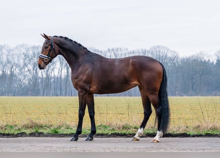 Westfalisk häst, Sto, 4 år, 169 cm, Brun