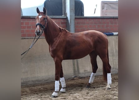 Westfalisk häst, Sto, 4 år, 172 cm, fux