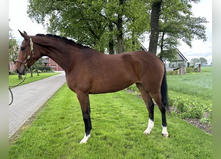 Westfalisk häst, Sto, 4 år, 172 cm, Grå-röd-brun