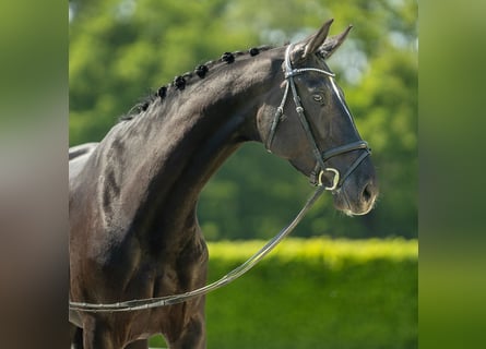 Westfalisk häst, Sto, 4 år, 173 cm, Rökfärgad svart
