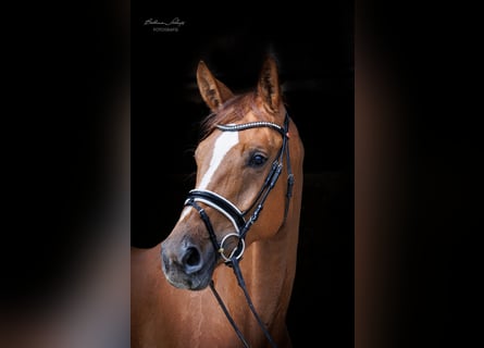 Westfalisk häst, Sto, 4 år, 174 cm, fux