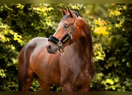 Westfalisk häst, Sto, 4 år, 175 cm, Mörkbrun