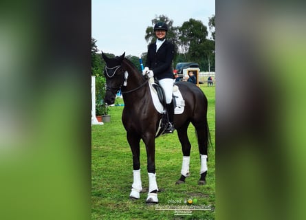 Westfale, Stute, 4 Jahre, 175 cm, Schwarzbrauner