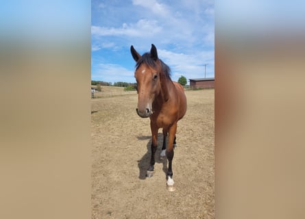 Westfalisk häst, Sto, 4 år, Brun