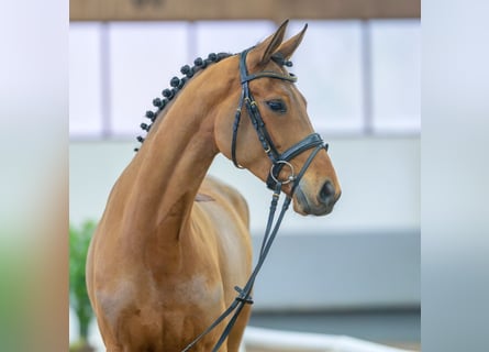 Westfalisk häst, Sto, 5 år, 161 cm, Brun